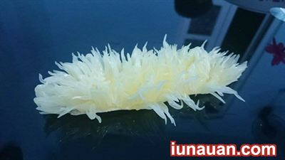 Ảnh minh họa 6 - Tự làm chú chó bưởi đáng iu cho mâm cỗ trung thu !