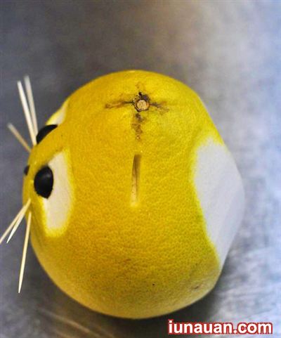 Ảnh minh họa 13 - Sáng tạo với hình chú thỏ con đáng iu từ quả bưởi cho bé dịp tết Trung Thu !