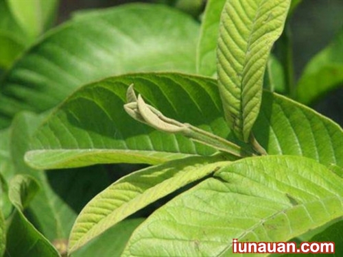 Ảnh minh họa 2 - Giòn giòn ngon miệng món bạch tuộc hấp lá ổi cực đơn giản !