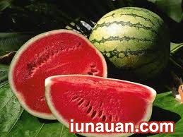 Ảnh minh họa 2 - Cách đơn giản nhận biết dưa hấu bị nhiễm độc cần tránh !