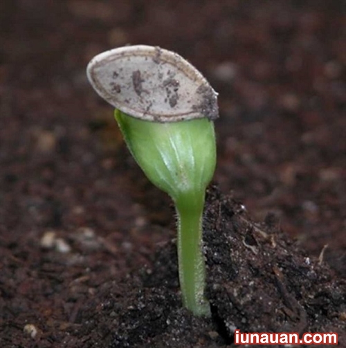 Ảnh minh họa 3 - Cách trồng bí ngòi - Loại quả ngon ngọt và bổ dưỡng trong họ nhà bí !