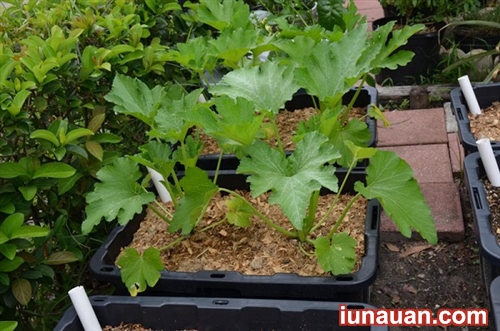 Ảnh minh họa 4 - Cách trồng bí ngòi - Loại quả ngon ngọt và bổ dưỡng trong họ nhà bí !