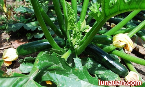 Ảnh minh họa 2 - Cách trồng bí ngòi - Loại quả ngon ngọt và bổ dưỡng trong họ nhà bí !