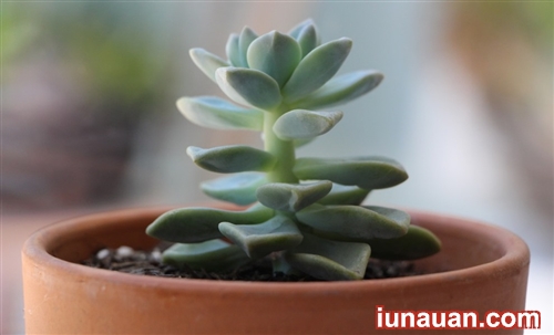 Ảnh minh họa 1 - Bí kíp nhân giống cây sen đá cực dễ ai cũng làm được