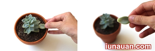 Ảnh minh họa 2 - Bí kíp nhân giống cây sen đá cực dễ ai cũng làm được