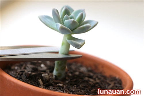 Ảnh minh họa 3 - Bí kíp nhân giống cây sen đá cực dễ ai cũng làm được