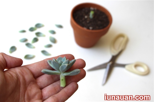 Ảnh minh họa 4 - Bí kíp nhân giống cây sen đá cực dễ ai cũng làm được