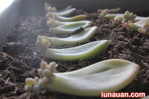 Ảnh minh họa 5 - Bí kíp nhân giống cây sen đá cực dễ ai cũng làm được