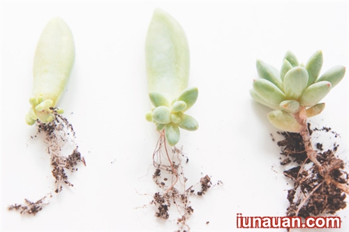 Ảnh minh họa 6 - Bí kíp nhân giống cây sen đá cực dễ ai cũng làm được