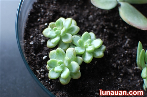 Ảnh minh họa 7 - Bí kíp nhân giống cây sen đá cực dễ ai cũng làm được