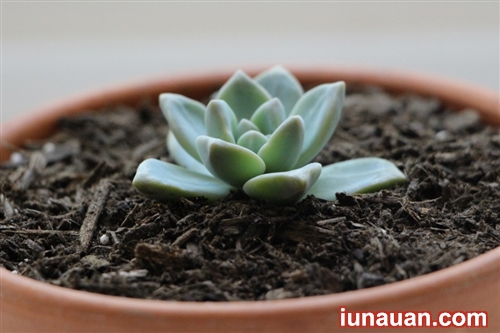 Ảnh minh họa 8 - Bí kíp nhân giống cây sen đá cực dễ ai cũng làm được