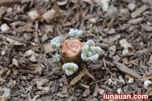 Ảnh minh họa 9 - Bí kíp nhân giống cây sen đá cực dễ ai cũng làm được