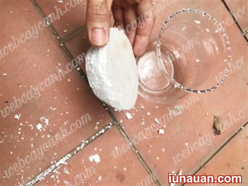 Ảnh minh họa 2 - Hướng dẫn trồng Sen Đá Thủy Sinh