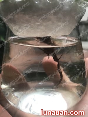 Ảnh minh họa 11 - Hướng dẫn trồng Sen Đá Thủy Sinh