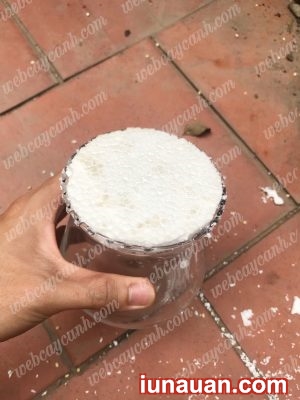 Ảnh minh họa 3 - Hướng dẫn trồng Sen Đá Thủy Sinh