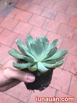 Ảnh minh họa 4 - Hướng dẫn trồng Sen Đá Thủy Sinh