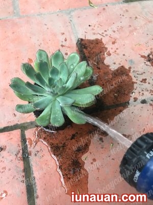 Ảnh minh họa 5 - Hướng dẫn trồng Sen Đá Thủy Sinh