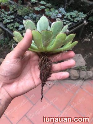 Ảnh minh họa 6 - Hướng dẫn trồng Sen Đá Thủy Sinh