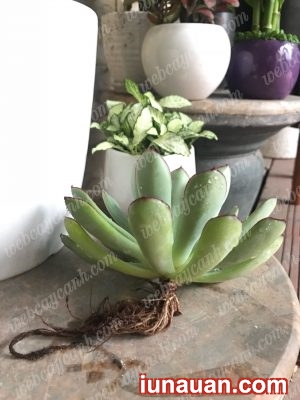 Ảnh minh họa 7 - Hướng dẫn trồng Sen Đá Thủy Sinh