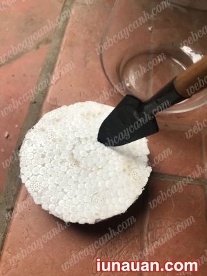 Ảnh minh họa 8 - Hướng dẫn trồng Sen Đá Thủy Sinh