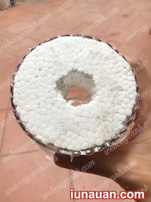 Ảnh minh họa 9 - Hướng dẫn trồng Sen Đá Thủy Sinh