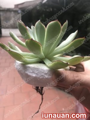 Ảnh minh họa 10 - Hướng dẫn trồng Sen Đá Thủy Sinh