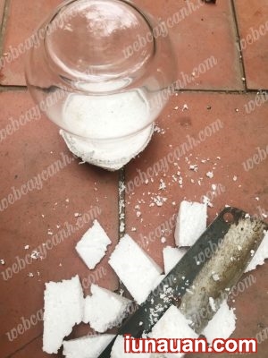 Ảnh minh họa 1 - Hướng dẫn trồng Sen Đá Thủy Sinh