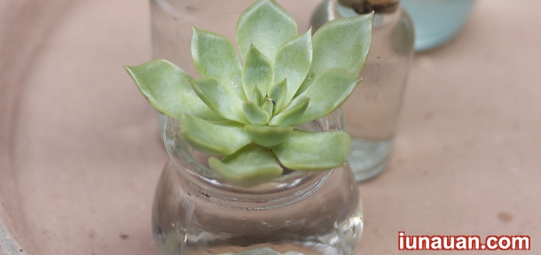 Ảnh minh họa 12 - Hướng dẫn trồng Sen Đá Thủy Sinh