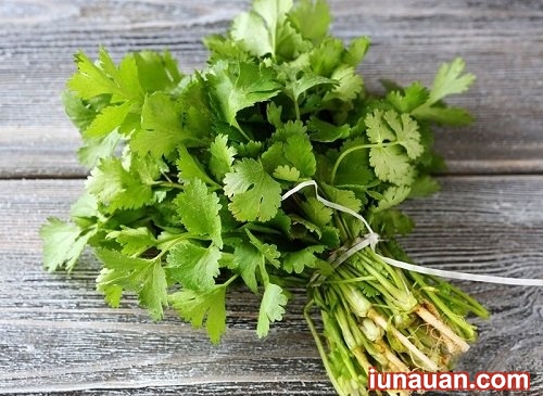 Ảnh minh họa 2 - Hướng dẫn cách trồng rau mùi (ngò) tươi xanh trong thùng xốp chuẩn không cần chỉnh!