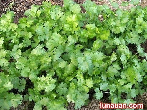 Ảnh minh họa 3 - Hướng dẫn cách trồng rau mùi (ngò) tươi xanh trong thùng xốp chuẩn không cần chỉnh!